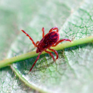 Chigger mite in Aberdeen, NC - Aberdeen Exterminating 