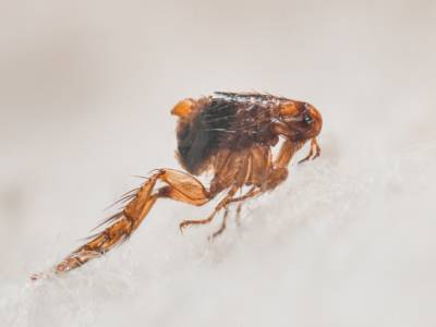 Get Rid of Fleas & Ticksin CITY in your area