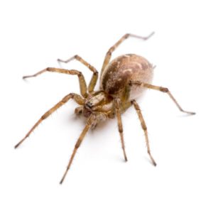 Barn funnel weaver spider
