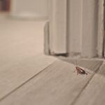 A cockroach scurries down a hallway