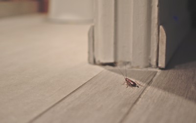 A cockroach scurries down a hallway