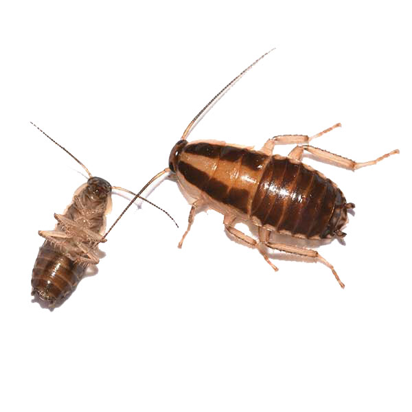 German Cockroach identification in Aberdeen, NC - Aberdeen Exterminating 