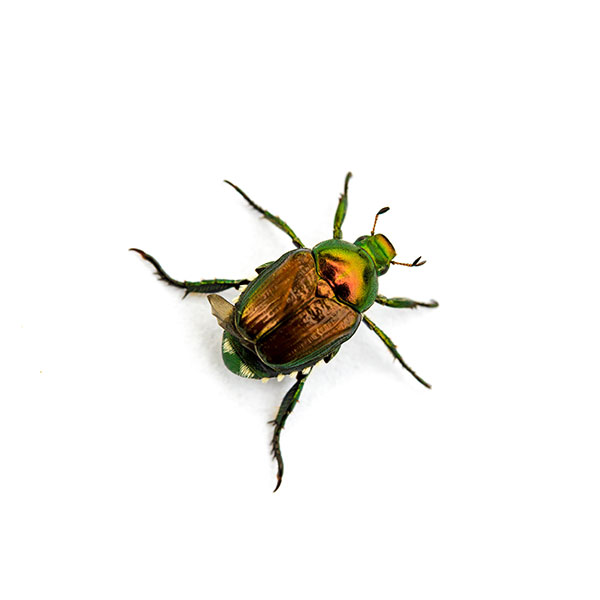 Japanese Beetle identification in Aberdeen, NC - Aberdeen Exterminating 