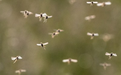 A swarm of mosquitos in Moore County NC in spring.