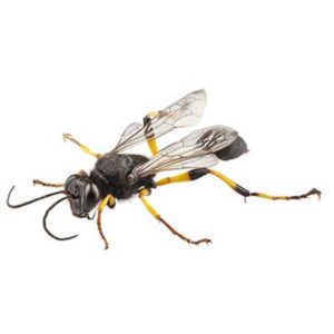 Mud Dauber identification in Aberdeen, NC - Aberdeen Exterminating 