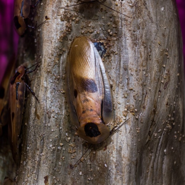 Smokybrown cockroach on tree limb