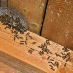Wasps and nest in attic: a fall pest infestation