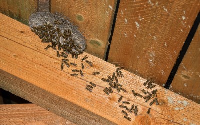 Wasps and nest in attic: a fall pest infestation