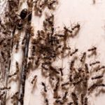 Ants in a bathroom in Moore County NC - Aberdeen Exterminating