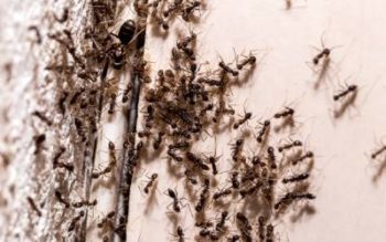 Ants in a bathroom in Moore County NC - Aberdeen Exterminating