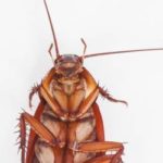 A German cockroach in Aberdeen NC - Aberdeen Exterminating