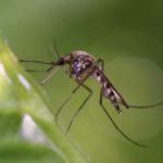What mosquitoes look like in Moore County NC - Aberdeen Exterminating