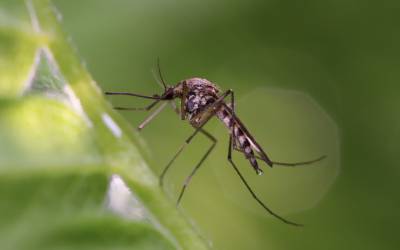 What mosquitoes look like in Moore County NC - Aberdeen Exterminating