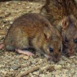 Two rats found in Moore County NC