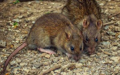 Two rats found in Moore County NC