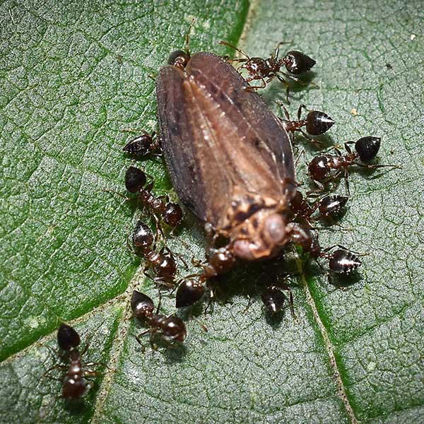 Acrobat Ant identification in Aberdeen, NC - Aberdeen Exterminating 