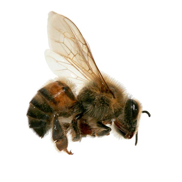 Africanized Bee identification in Aberdeen, NC - Aberdeen Exterminating 