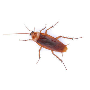 American Cockroach identification in Aberdeen, NC - Aberdeen Exterminating 