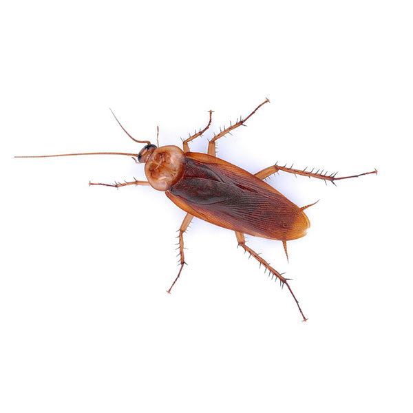 American Cockroach identification in Aberdeen, NC - Aberdeen Exterminating 