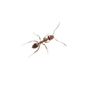 Argentine Ant identification in Aberdeen, NC - Aberdeen Exterminating 