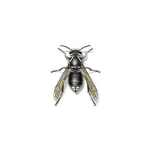 Bald faced Hornet identification in Aberdeen, NC - Aberdeen Exterminating 