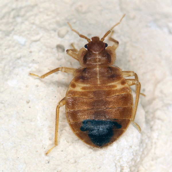 Bed bug identification in Aberdeen, NC - Aberdeen Exterminating 