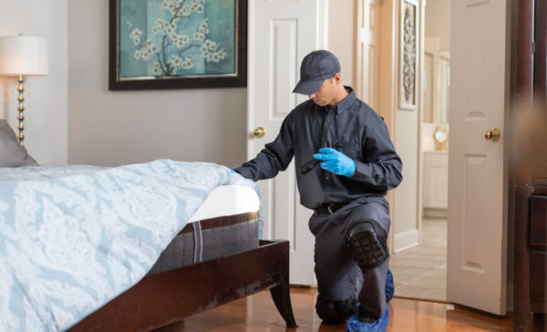 Commercial Bed Bug Control Services in Aberdeen, NC - Aberdeen Exterminating 