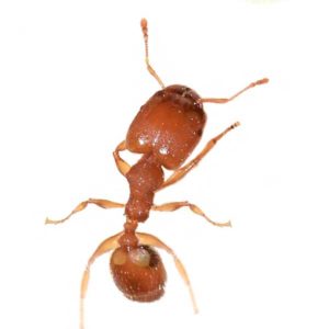 Bug headed ant identification in Aberdeen, NC - Aberdeen Exterminating 