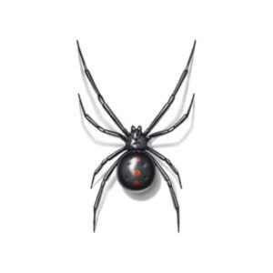 Black Widow identification in Aberdeen, NC - Aberdeen Exterminating 