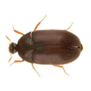 Black Carpet Beetle identification in Aberdeen, NC - Aberdeen Exterminating 