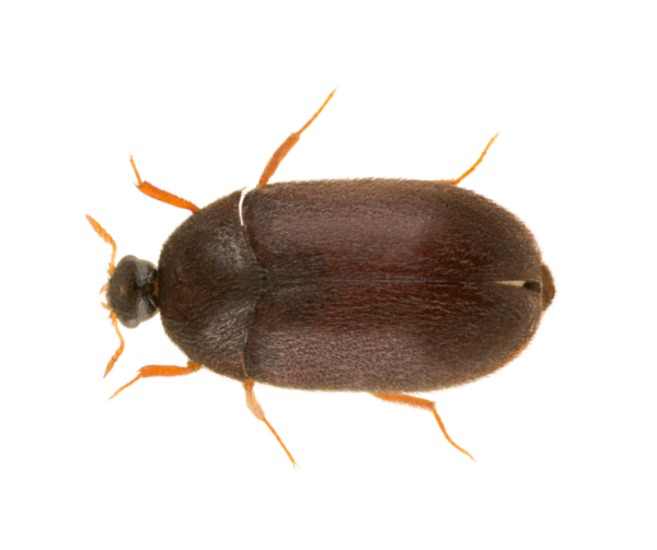 Black Carpet Beetle identification in Aberdeen, NC - Aberdeen Exterminating 