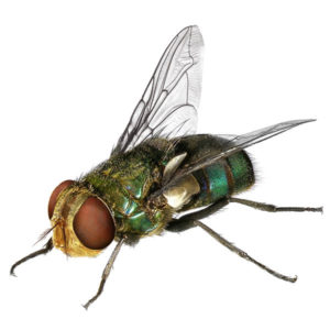 Blow Fly identification in Aberdeen, NC - Aberdeen Exterminating 