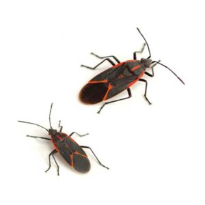 Box elder Bug identification in Aberdeen, NC - Aberdeen Exterminating 