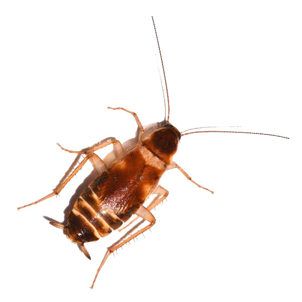 Brown-banded Cockroach identification in Aberdeen, NC - Aberdeen Exterminating 