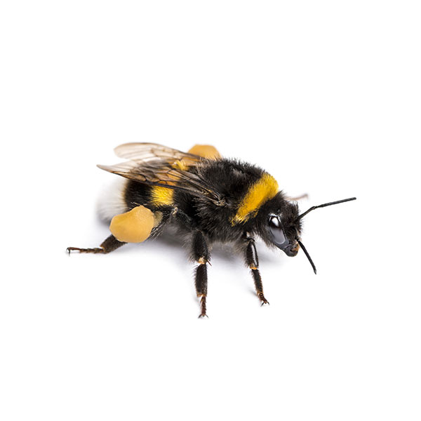 Bumble Bee identification in Aberdeen, NC - Aberdeen Exterminating 