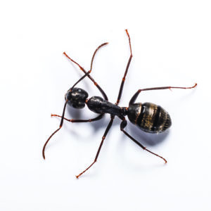 Carpenter Ant identification in Aberdeen, NC - Aberdeen Exterminating 
