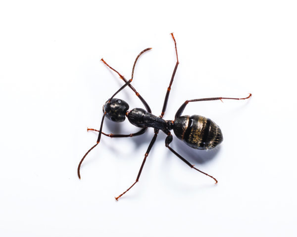 Carpenter Ant identification in Aberdeen, NC - Aberdeen Exterminating 
