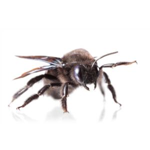  Carpenter Bee identification in Aberdeen, NC - Aberdeen Exterminating 