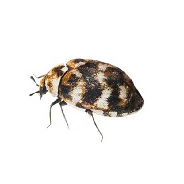 Carpet Beetle identification in Aberdeen, NC - Aberdeen Exterminating 