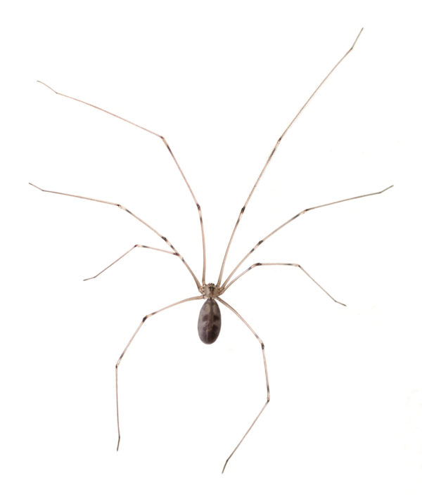 Spider identification in Aberdeen, NC - Aberdeen Exterminating 