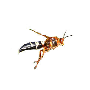 Cicada Killer identification in Aberdeen, NC - Aberdeen Exterminating 