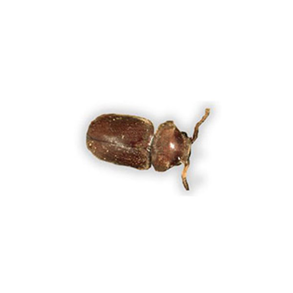 Cigarette Beetle identification in Aberdeen, NC - Aberdeen Exterminating 