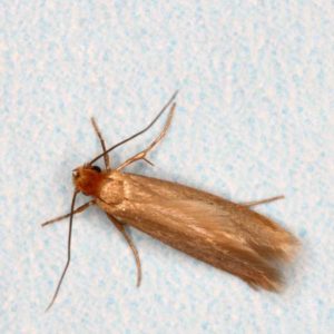 Moth identification in Aberdeen, NC - Aberdeen Exterminating 
