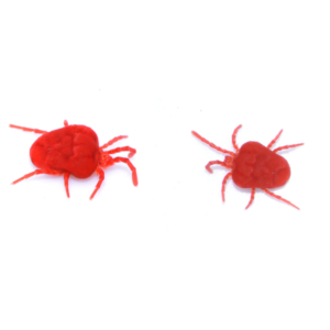 Clover Mite identification in Aberdeen, NC - Aberdeen Exterminating 