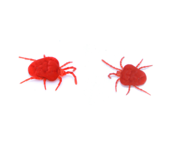 Clover Mite identification in Aberdeen, NC - Aberdeen Exterminating 