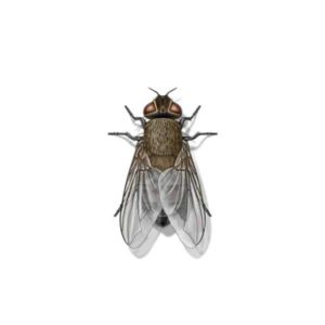 Cluster Fly identification in Aberdeen, NC - Aberdeen Exterminating 