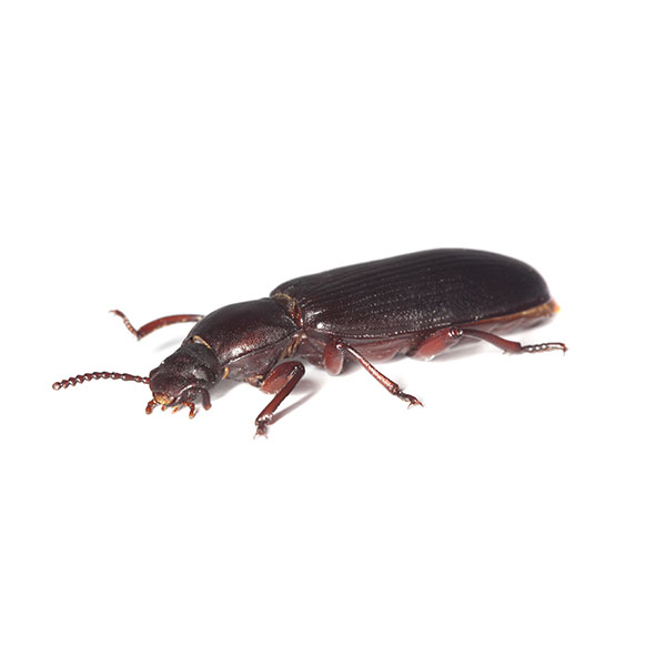 Confused Beetle identification in Aberdeen, NC - Aberdeen Exterminating 