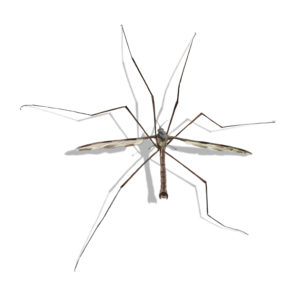 Crane Fly identification in Aberdeen, NC - Aberdeen Exterminating 