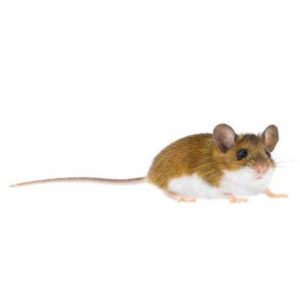 Deer Mouse identification in Aberdeen, NC - Aberdeen Exterminating 