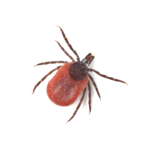 Deer Tick identification in Aberdeen, NC - Aberdeen Exterminating 